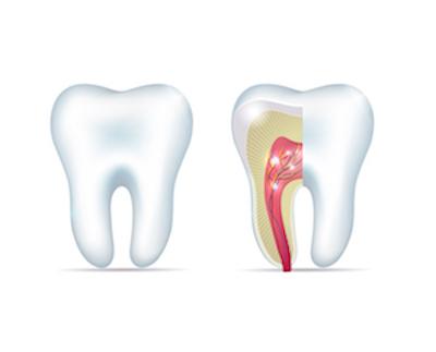 Root Canals in Midwest City OK | A Cross Section of A Tooth and Its Root